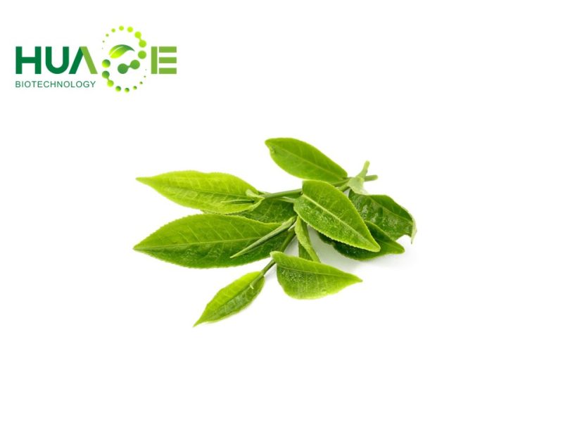 绿茶提取物